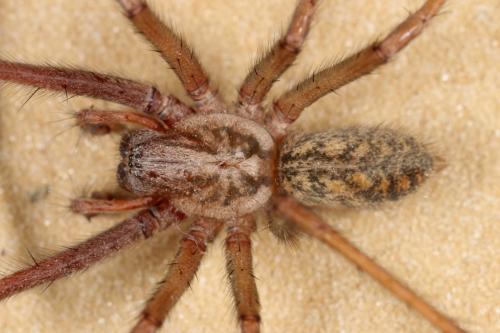 Eratigena atrica